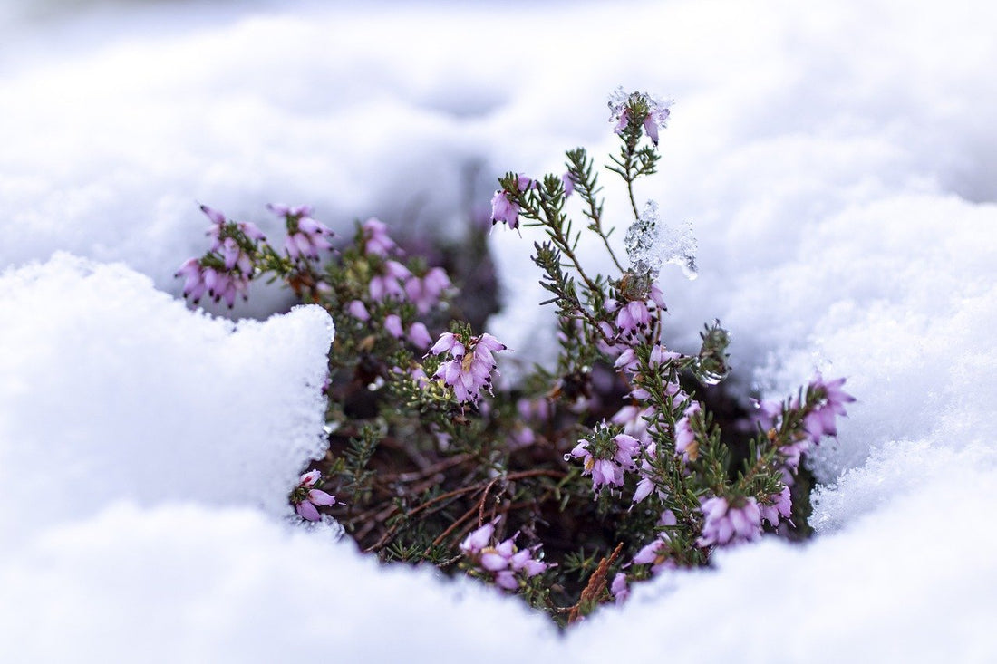 Which flowers are in season now?