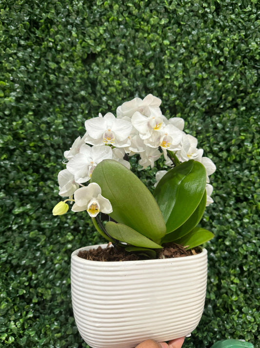 Elegant White Mini Orchids.