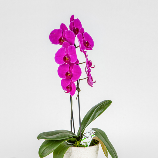 Purple Orchid.