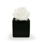 Single White Rose In A Box.